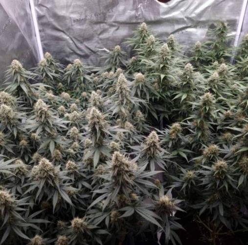 JackHerrer - GreenHouseSeed. Week 11
