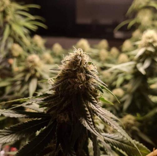 JackHerrer - GreenHouseSeed. Week 11