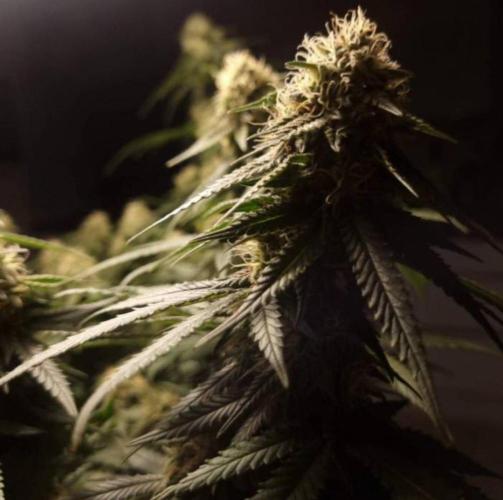 Jack Herer. Week 11