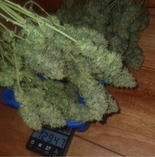 JackHerrer - GreenHouseSeed. Week 12