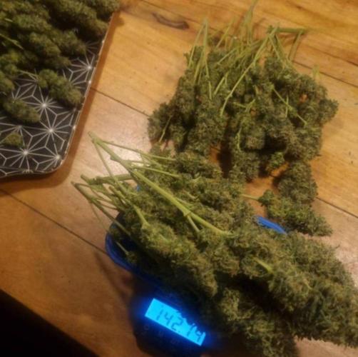 JackHerrer - GreenHouseSeed. Week 12