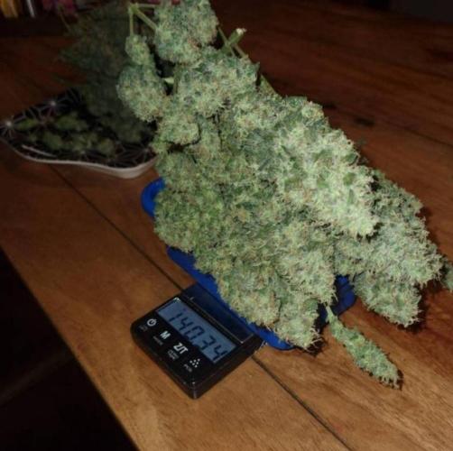 JackHerrer - GreenHouseSeed. Week 12