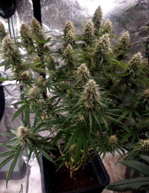 BananaKrumble - GreenHouseSeed. Week 13