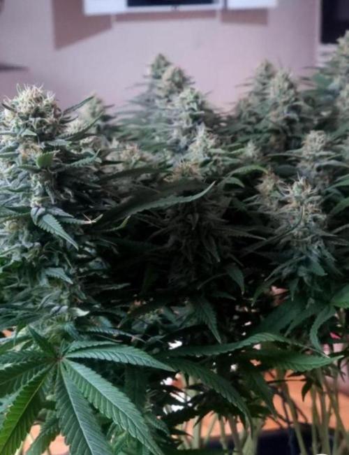 BananaKrumble - GreenHouseSeed. Week 13