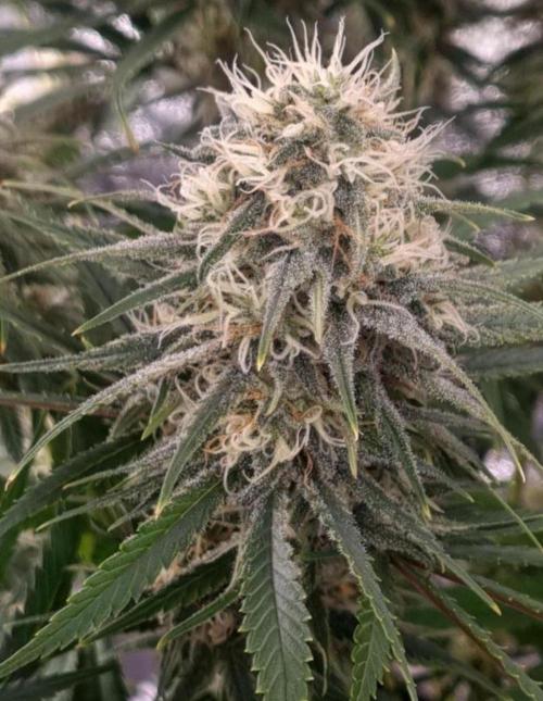 BananaKrumble - GreenHouseSeed. Week 13