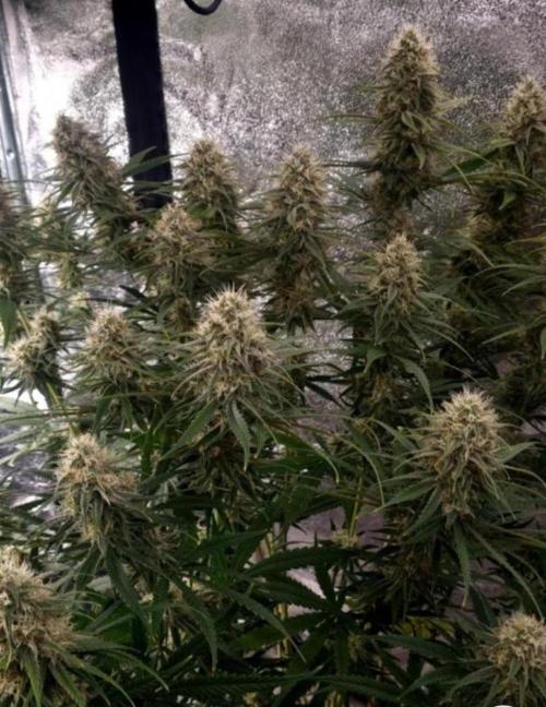 BananaKrumble - GreenHouseSeed. Week 13