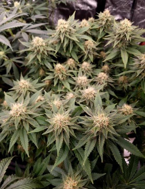 BananaKrumble - GreenHouseSeed. Week 13