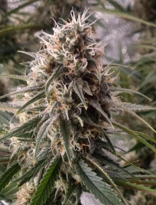 BananaKrumble - GreenHouseSeed. Week 14