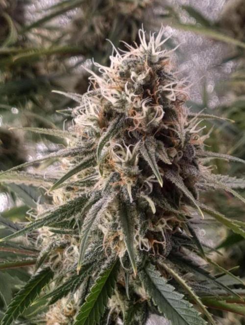 BananaKrumble - GreenHouseSeed. Week 14