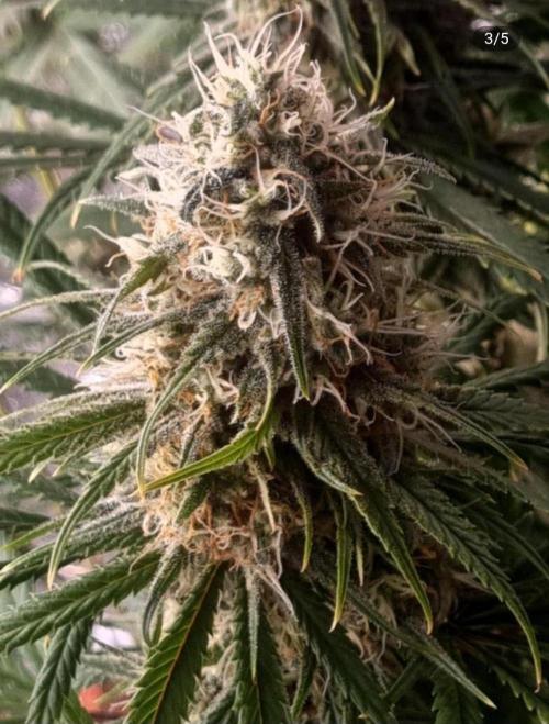 BananaKrumble - GreenHouseSeed. Week 14