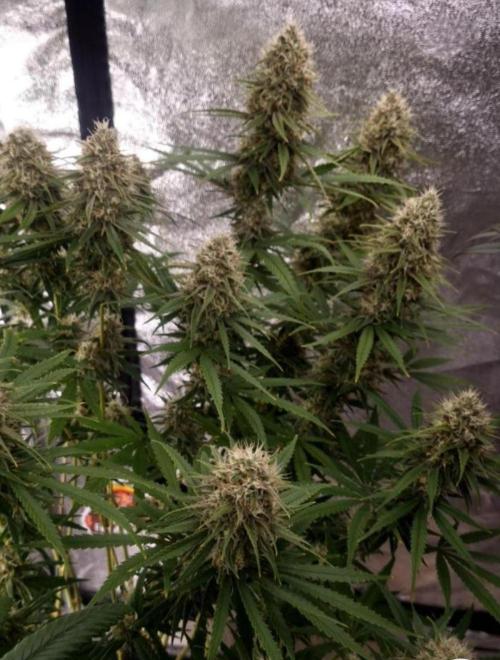 BananaKrumble - GreenHouseSeed. Week 14