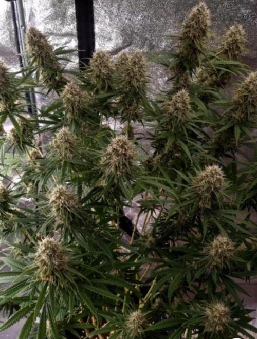 BananaKrumble - GreenHouseSeed. Week 14