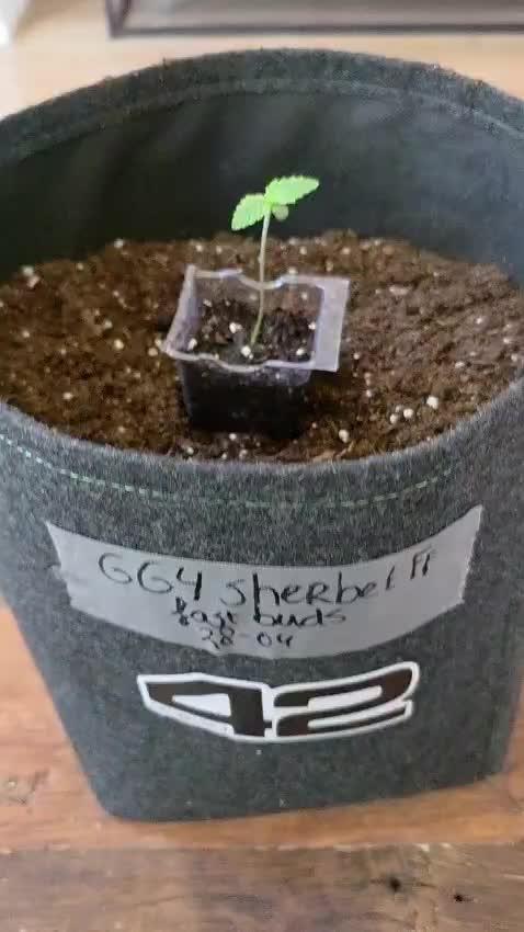 GG4SherbetFF - FastBuds