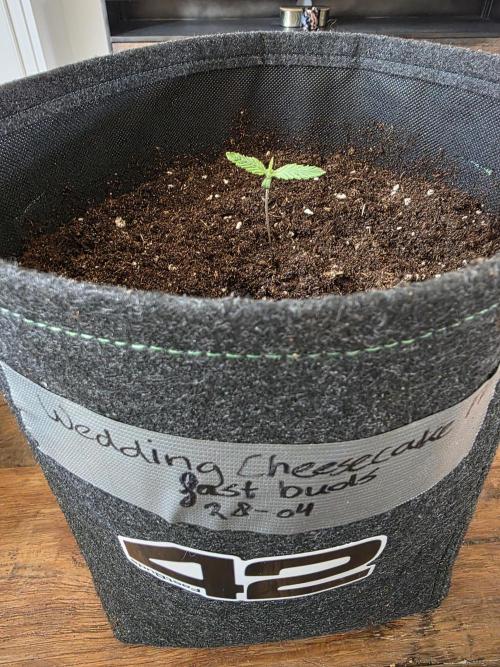WeddingCheeseCakeFF. Week 1