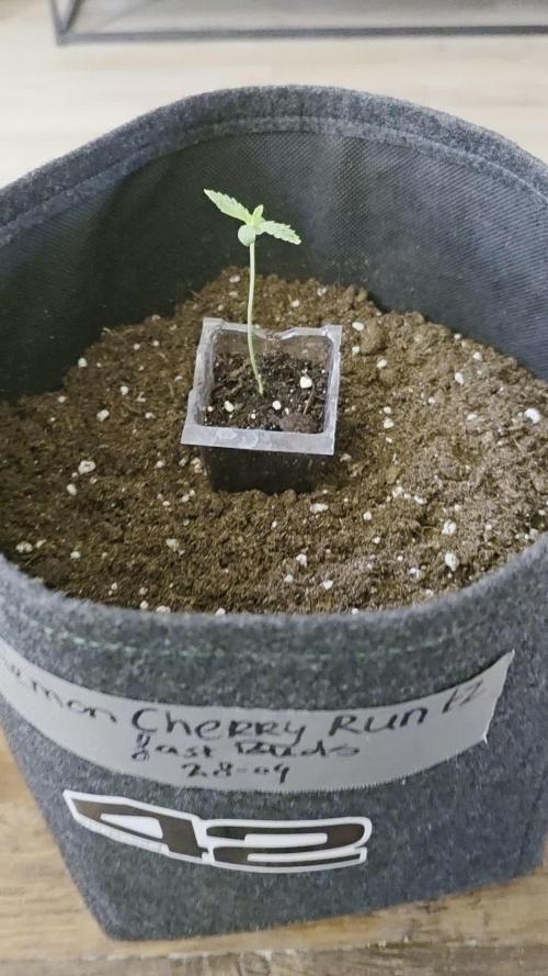 LemonCherryRuntz - FastBuds