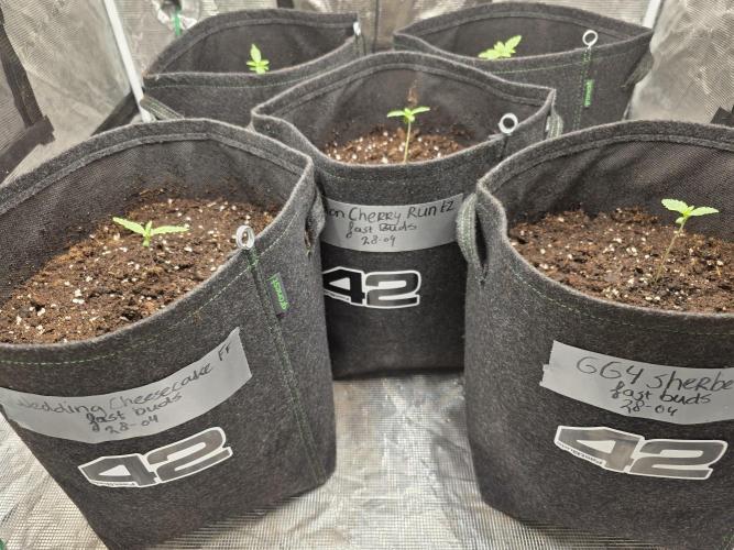 LemonCherryRuntz - FastBuds. Week 1