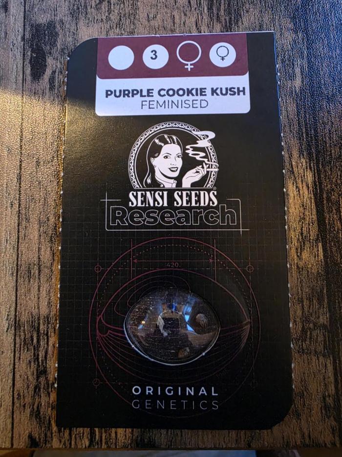 PurpleCookieKush - Sensi Seeds. Week 0