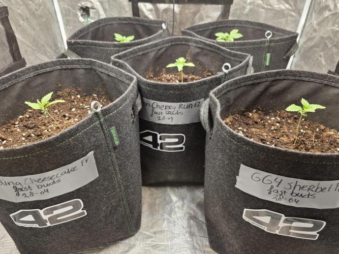 GG4 Sherbet FF. Week 2