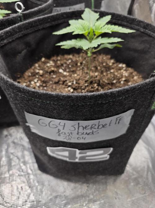 GG4SherbetFF - FastBuds. Week 2