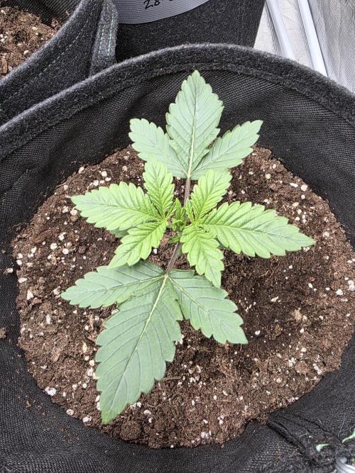 GG4SherbetFF - FastBuds. Week 2