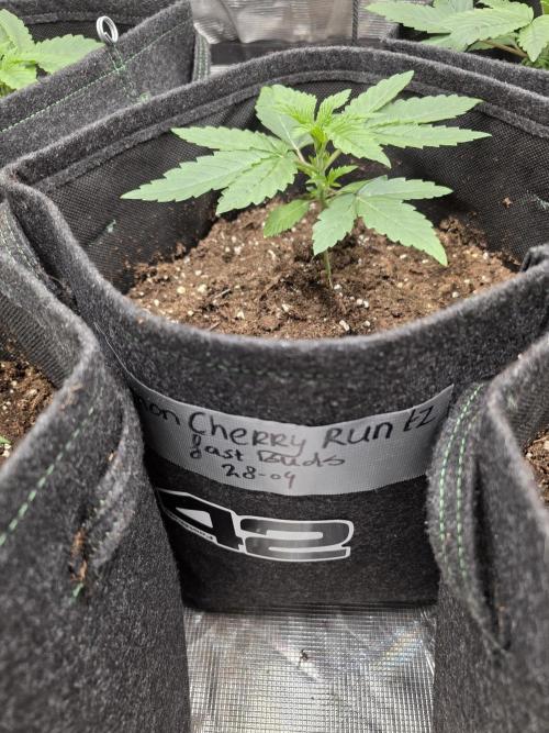 LemonCherryRuntz - FastBuds. Week 2