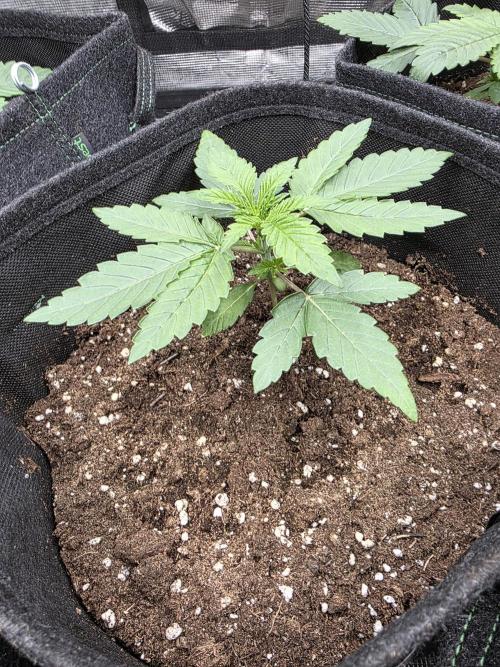 LemonCherryRuntz - FastBuds. Week 2