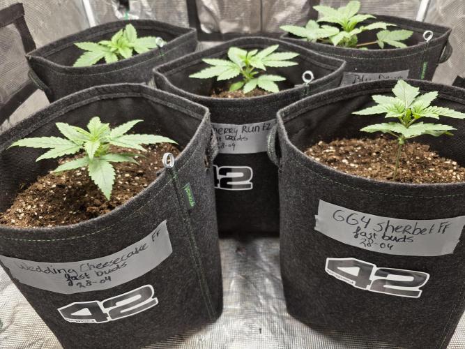 LemonCherryRuntz - FastBuds. Week 2