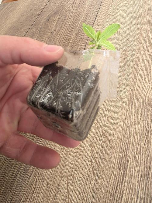 PurpleCookieKush - Sensi Seeds. Week 1