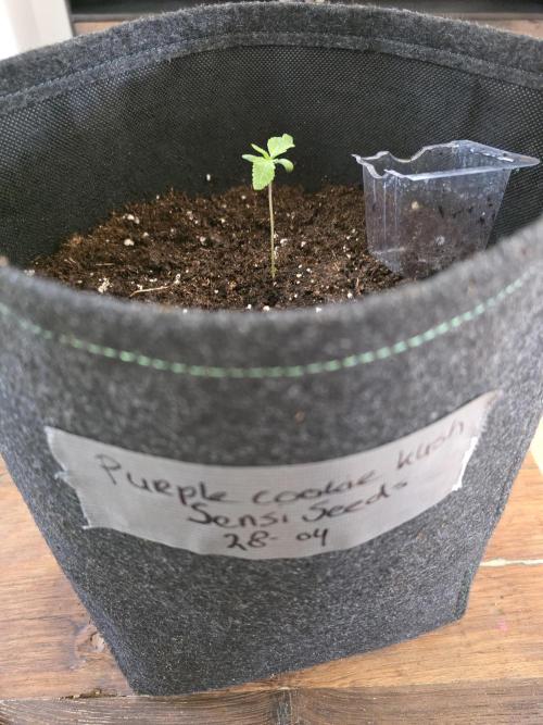 PurpleCookieKush - Sensi Seeds. Week 1