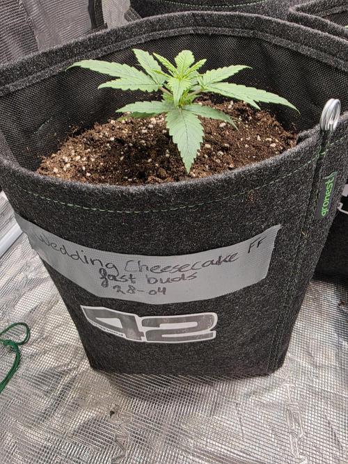 WeddingCheeseCakeFF. Week 2
