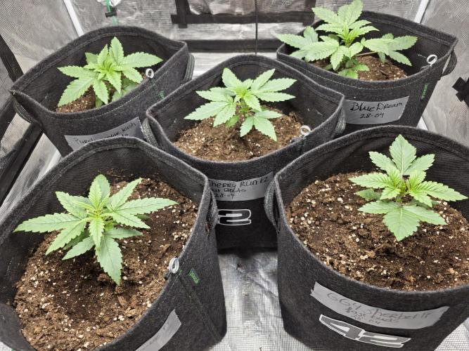 WeddingCheeseCakeFF. Week 2