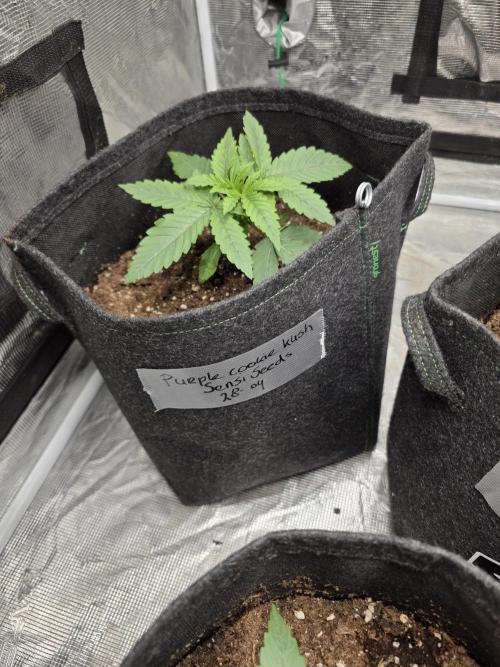 PurpleCookieKush - Sensi Seeds. Week 2