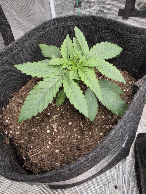 PurpleCookieKush - Sensi Seeds. Week 2