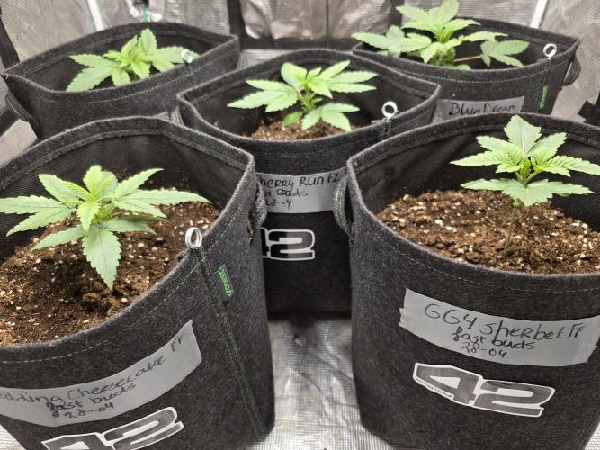 PurpleCookieKush - Sensi Seeds. Week 2
