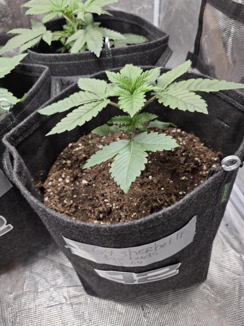GG4SherbetFF - FastBuds. Week 3