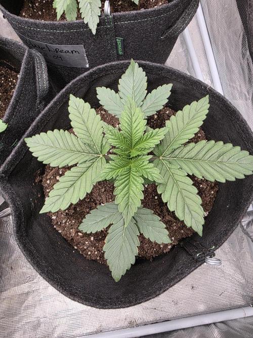 GG4SherbetFF - FastBuds. Week 3