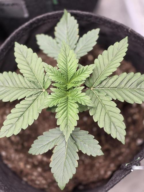 GG4SherbetFF - FastBuds. Week 3