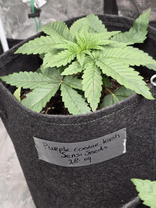 PurpleCookieKush - Sensi Seeds. Week 3