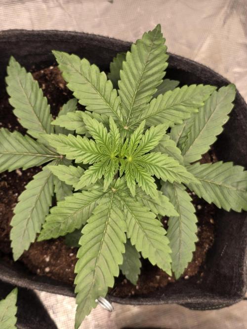 PurpleCookieKush - Sensi Seeds. Week 3