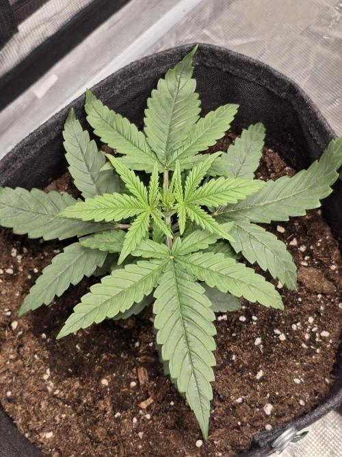 WeddingCheeseCakeFF. Week 3