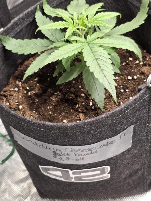 WeddingCheeseCakeFF. Week 3