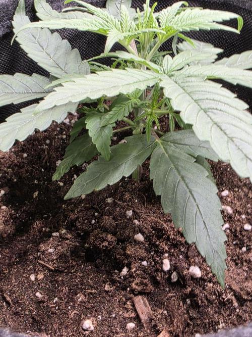 WeddingCheeseCakeFF. Week 3