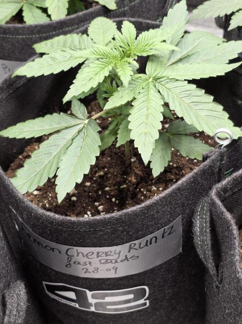 LemonCherryRuntz - FastBuds. Week 3