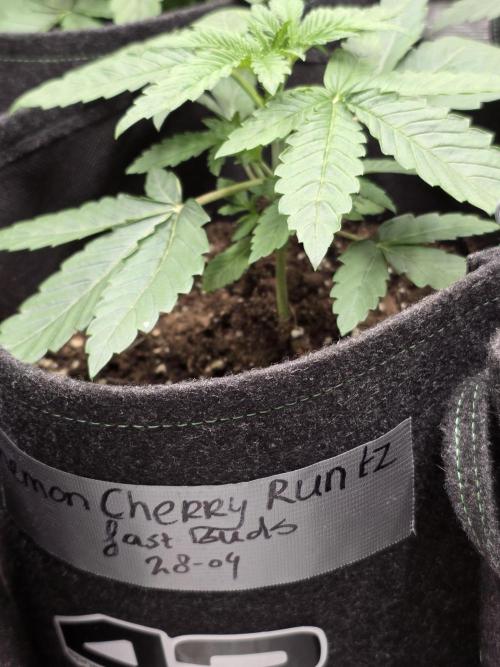 LemonCherryRuntz - FastBuds. Week 3