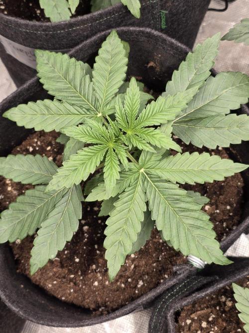 LemonCherryRuntz - FastBuds. Week 3