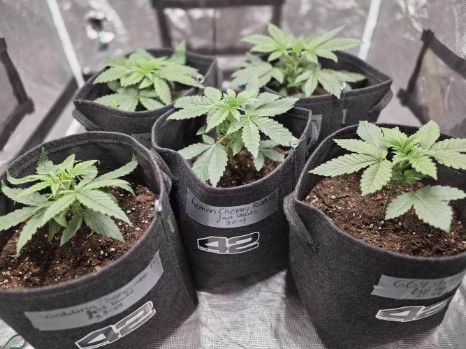 LemonCherryRuntz - FastBuds. Week 3