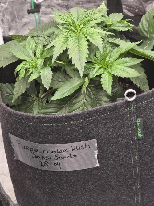 PurpleCookieKush - Sensi Seeds. Week 4