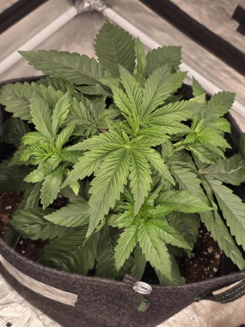 PurpleCookieKush - Sensi Seeds. Week 4