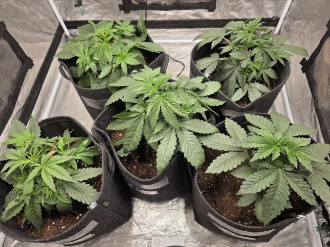 PurpleCookieKush - Sensi Seeds. Week 4