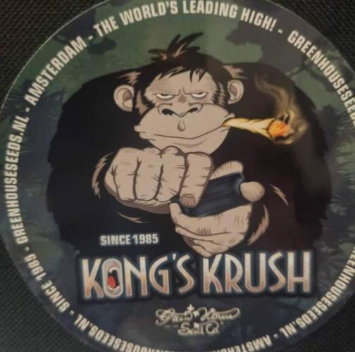 Kong'sKrush - GreenHouseSeed. Week 3